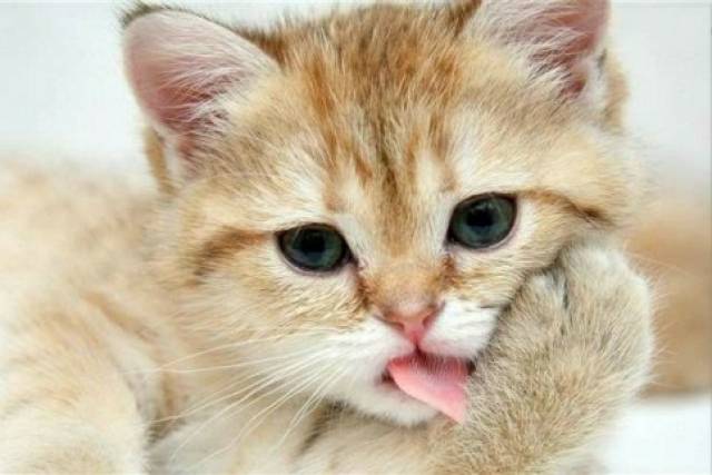 开心一刻笑话:我闺蜜是领养的,她亲生父母送来