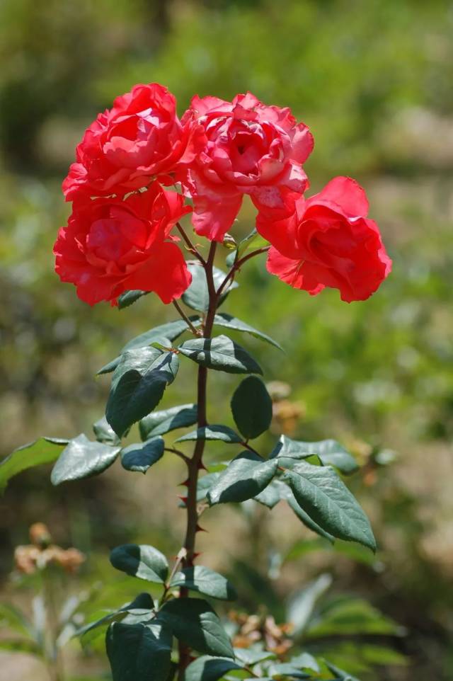 花花花花花……春天的兰大到底有多少种花?