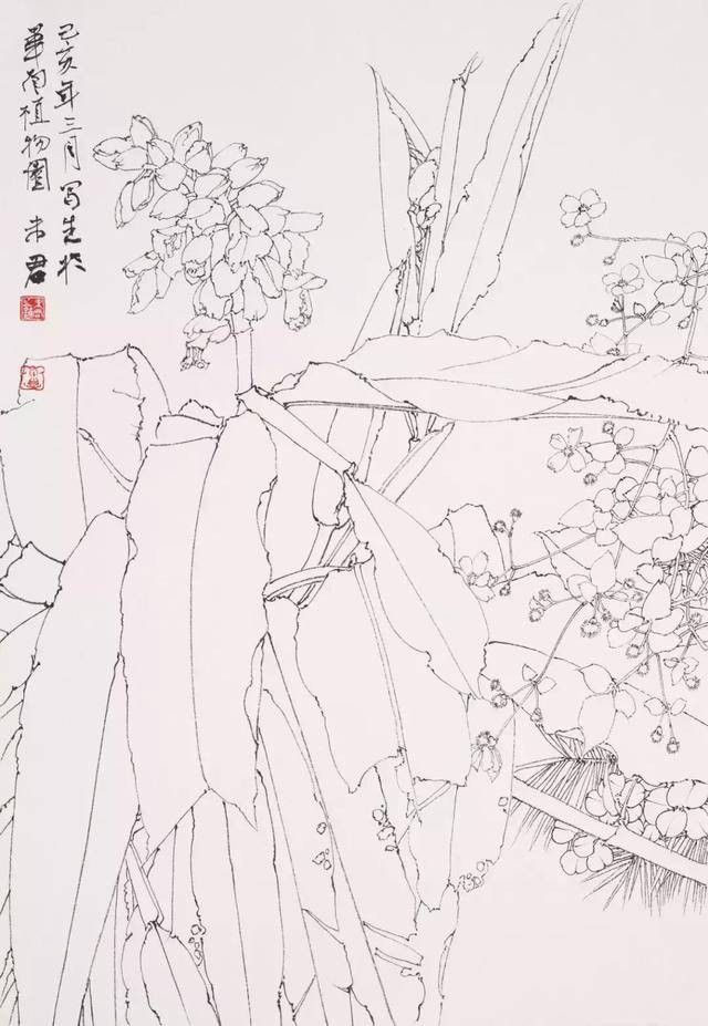 画家未君线描写生作品赏析(2)