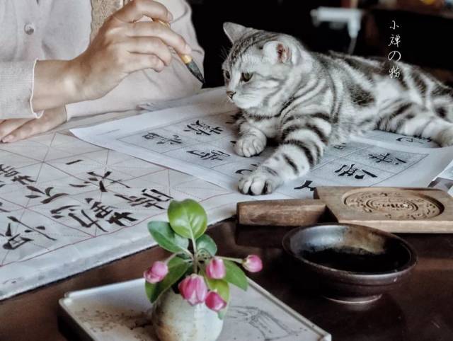 猫写字的图片,描写作业的图片,猫图片怎么写_大山谷图库