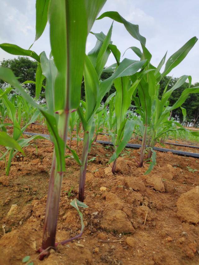 范庆君到水果玉米种植基地考察,苗子长起来了,农场主高兴了!