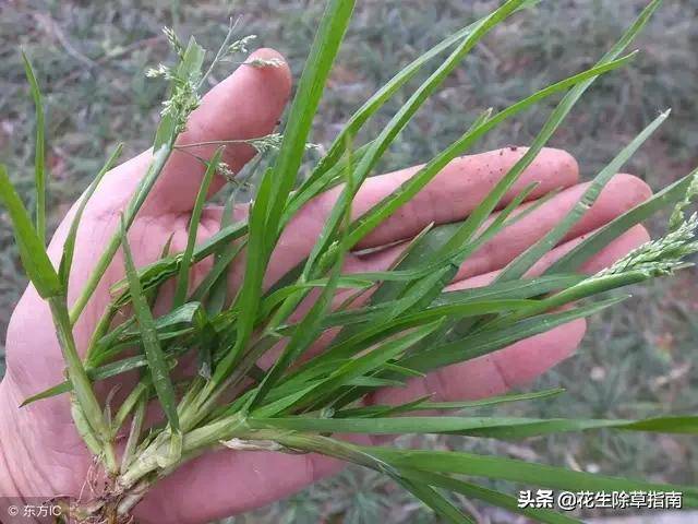花生田杂草的种类以及发生规律,你都知道嘛?_手机搜狐网