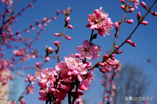 兰州安宁仁寿山 桃花盛开醉游人