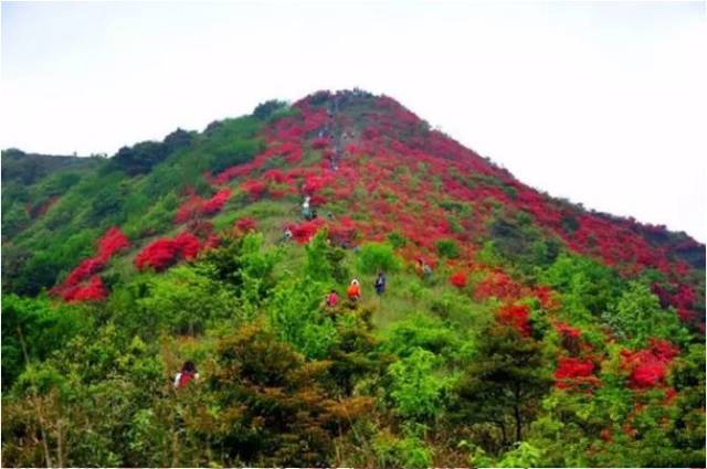 紅透半邊天!登從化通天蠟燭,賞漫山杜鵑花