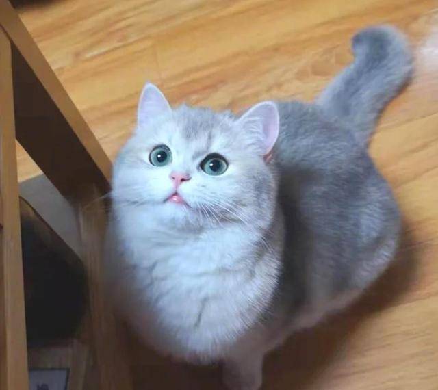 猫咪生气的五大表现,你知道吗?最后一种最吓人