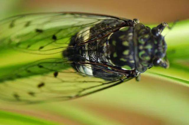 (有花纹的雌蝉) 尐的小篆写法如图