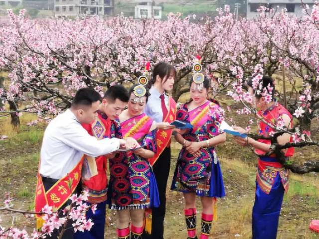 福安税务丨 近日,国家税务总局福安市税务局以福安市第九届畲乡桃花节