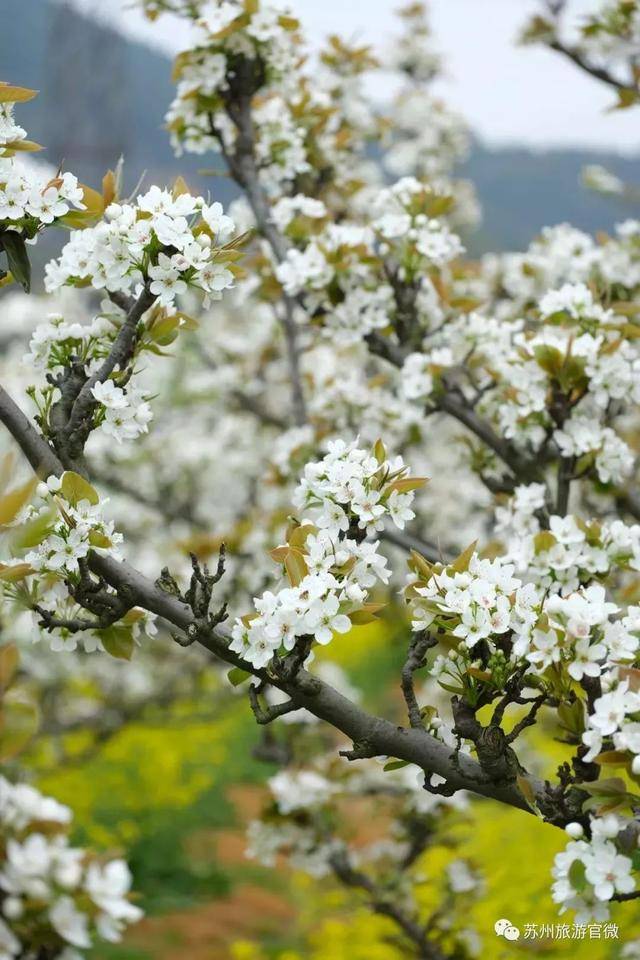 组图| 千树万树梨花开