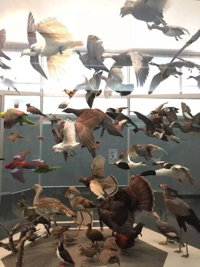 鸟类标本展