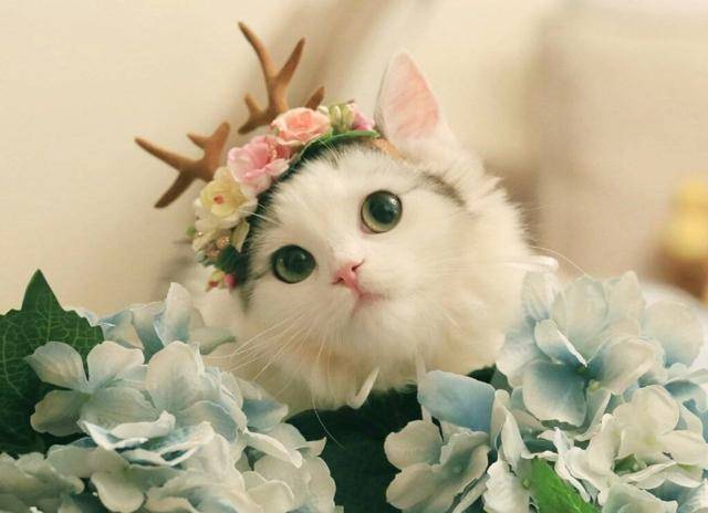 最可爱的猫最萌图片