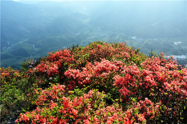 清明假期到广东连山金子山赏满山高山杜鹃花