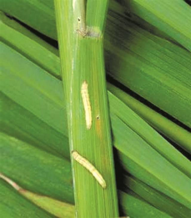 水稻二化螟成虫图片图片