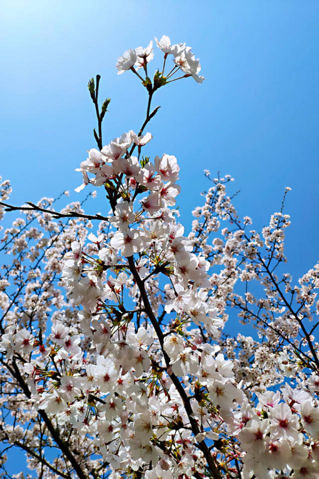 高东樱花图片