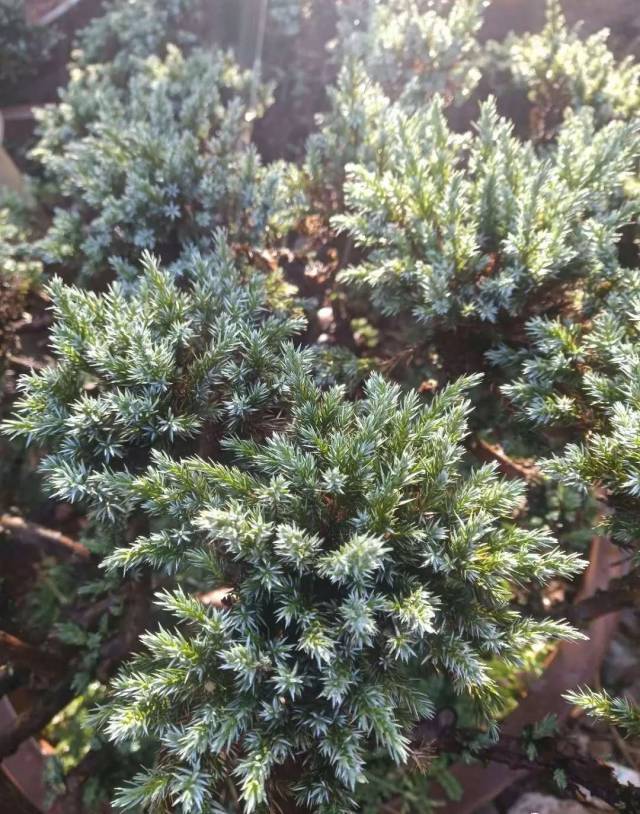 地柏盆景老桩素材