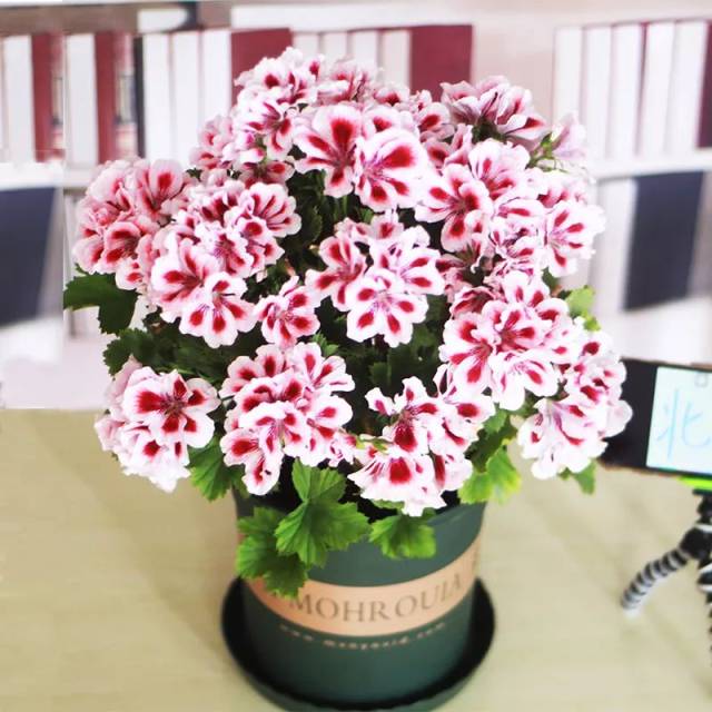 德利66,黑美人67,教皇68,红日69,鲑鱼70,小新71,糖果粉云72,露丝玛丽