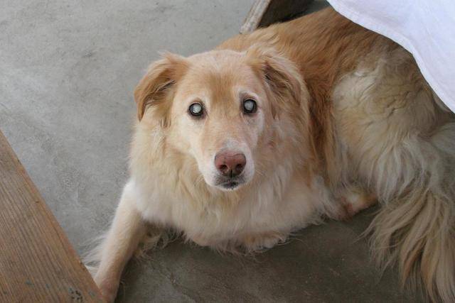 狗狗失明之后,还能正常生活吗?只需要主人一点注意和训练