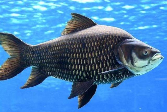 废弃水库钓到"20斤"的鲫鱼,钓友却高兴不起来,这是为什么?