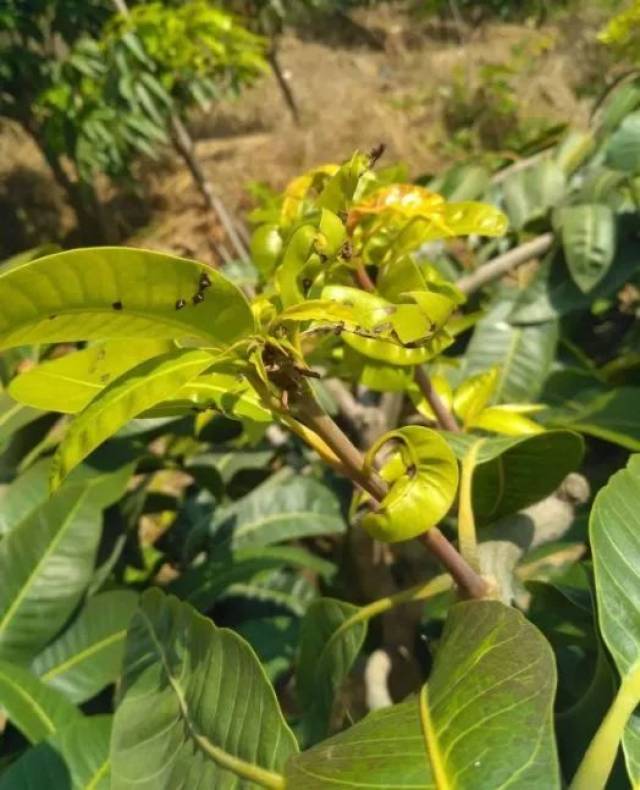 芒果这种虫现在是爆发的时机,此时防治正当时_手机搜狐网