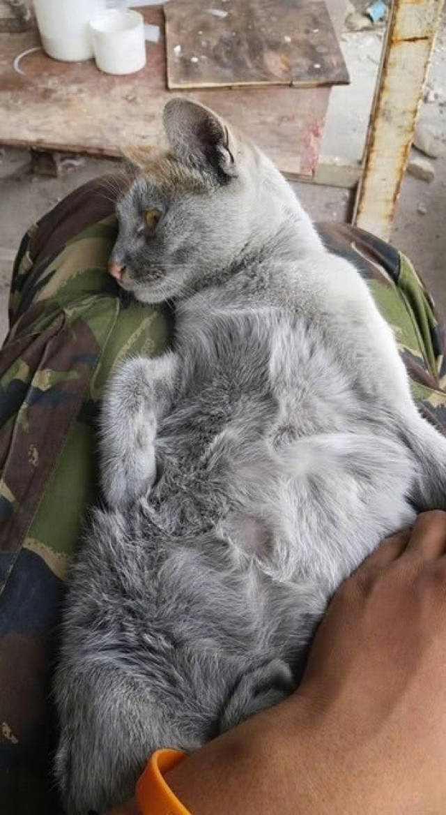 猫咪在工地流浪,农民工好心收养了它,不久后才发现来头还不小_手机