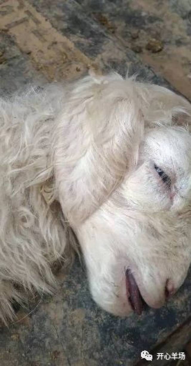 干货|羊下颌水肿的原因分析及防控