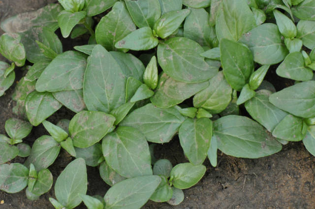 农村此野草人称"穿心莲",味道极苦,30年前是一盘好菜_手机搜狐网