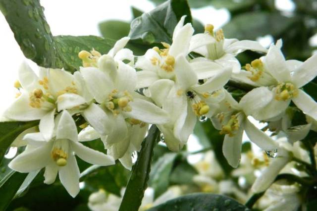 橘柚花诗词精选一十八首 蓼岸风多橘柚香,堪怜堪爱还堪惜