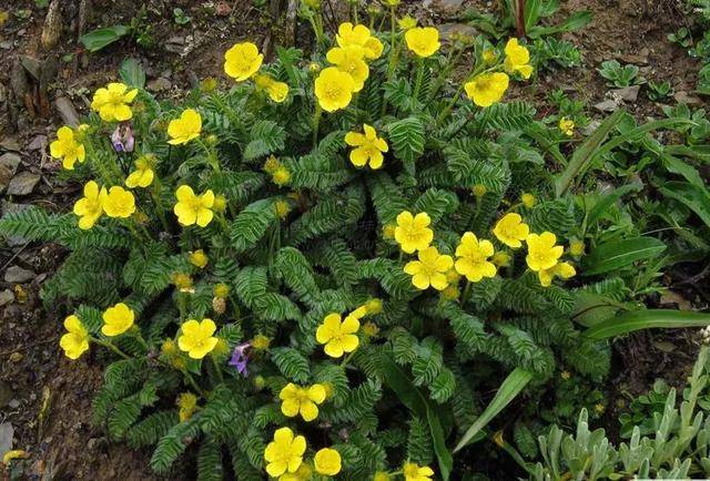 要想果品好果园要生草,良农跟你分享13种适合改良