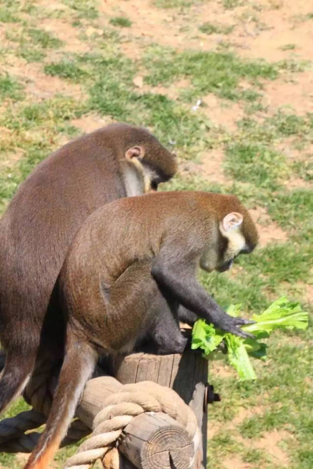 小動物村 特意為它建設了新籠舍 還專門用泥土構築了白蟻穴 仿照棲息