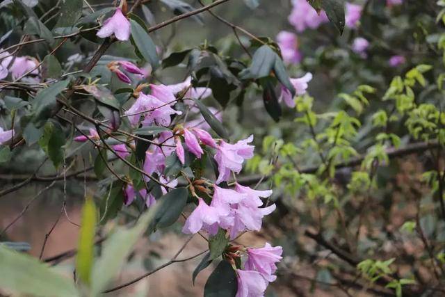 【雲臺山杜鵑花】何須名苑看春風,一路山花不負儂