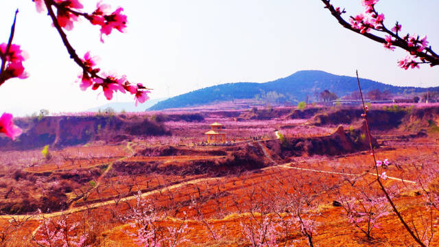 桃花盛开君子邑 幸福追梦醉桃源:中国肥城第18届桃花节开幕