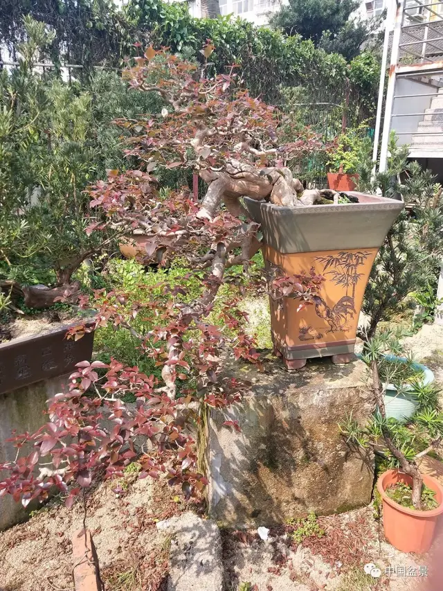 陶大奎盆景(巴西樱桃)