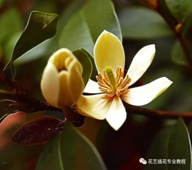 金叶含笑