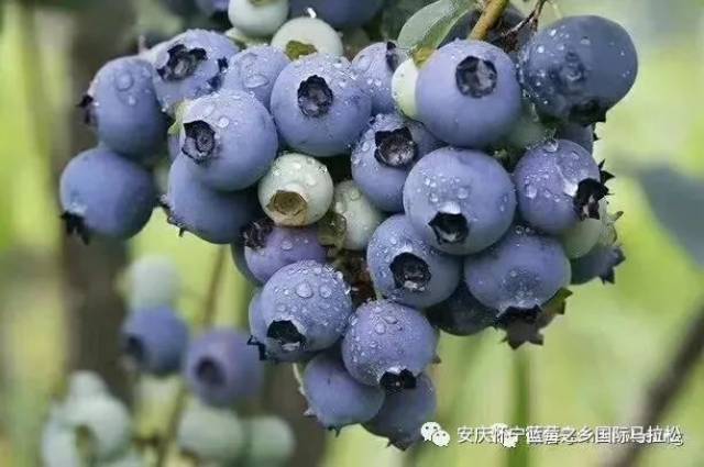 怀宁蓝莓：一颗小小的果实里藏着大大的梦想