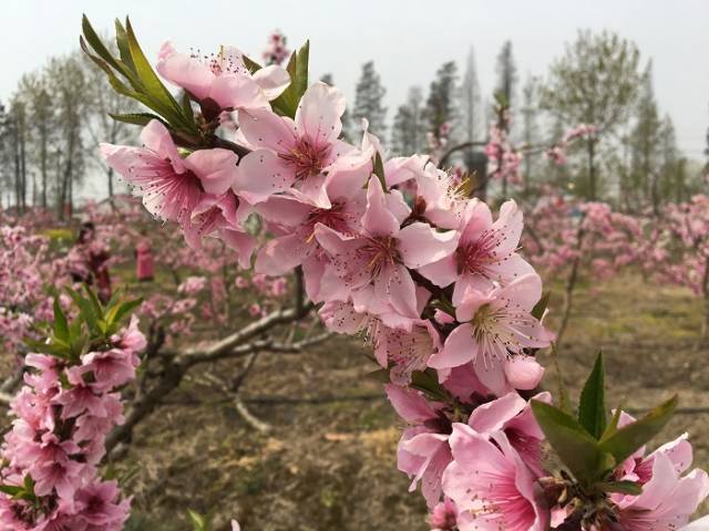 宝应县文化旅游节暨夏集第三届乡村桃花旅游节开幕