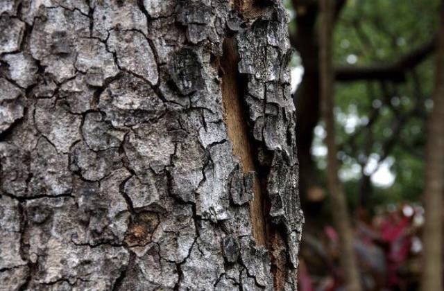 都说"人怕伤心,树怕剥皮"!那你知道树木破皮后该如何处理吗?