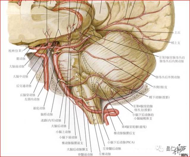 椎基底动脉解剖图图片