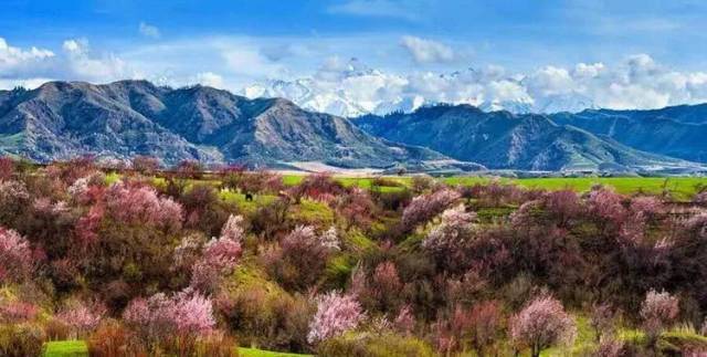 杏花主要有四個地方:帕米爾高原大同鄉沿線;伊犁地區吐爾根鄉;吐魯番