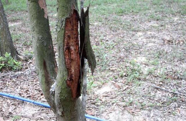 都说"人怕伤心,树怕剥皮"!那你知道树木破皮后该如何处理吗?