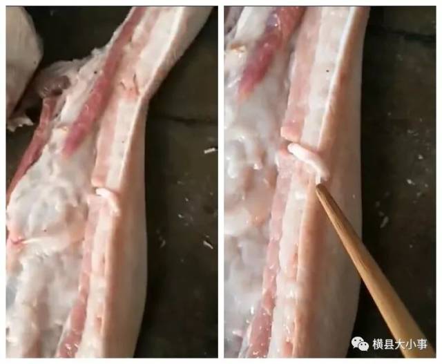 猪肉里的"白条",真是寄生虫吗?