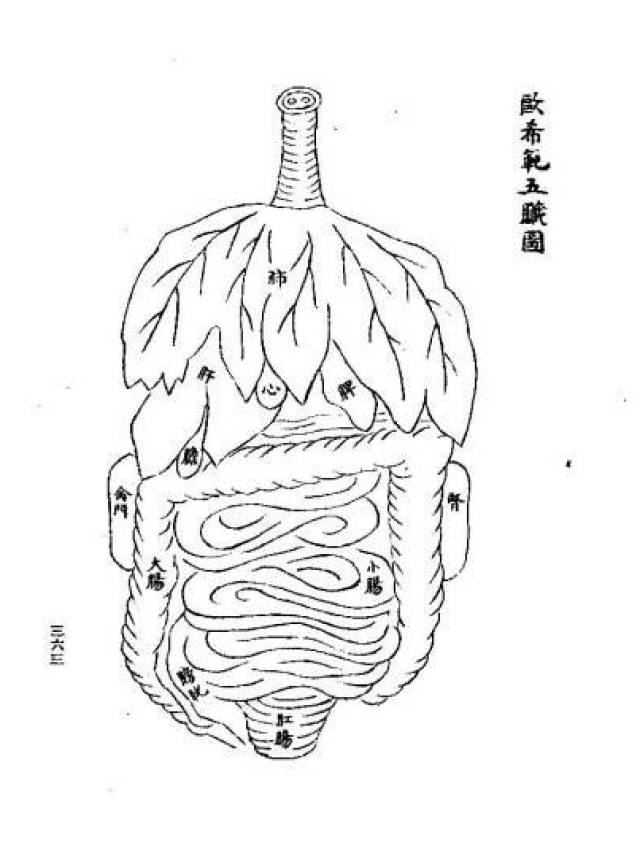 人体解剖图谱《存真图》诞生记(上)