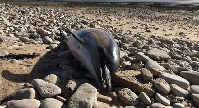 死亡,开水君想起了那部奥斯卡获奖纪录片…… 《海豚湾》 the cove