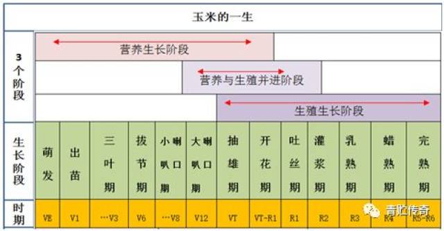 玉米生长过程表图片