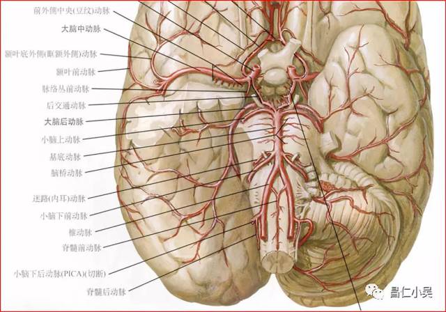 基底动脉分段解剖图图片