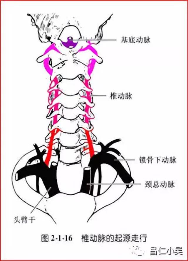 椎基底动脉解剖图图片