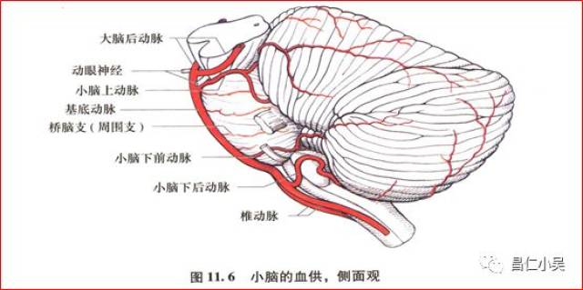 解剖學習筆記| 椎基底動脈系統