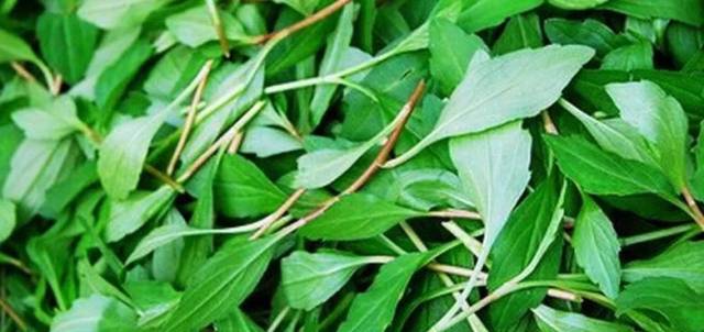 倘若吾乡也生兰花,大概只能被割来当野菜吃,等不到它开花的时候.