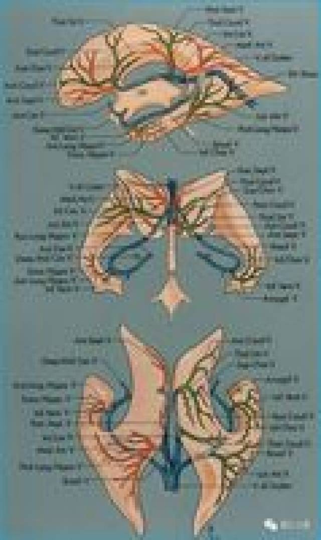大脑桥静脉示意图图片