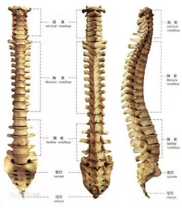 尾椎骨胎记图解图片