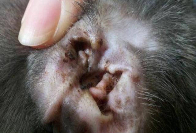 耳垢是狗狗耳朵的分泌物,像人类"耳屎"一样,少许淡黄色.