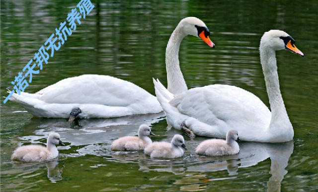 2019年养殖业什么最赚钱-养鹅